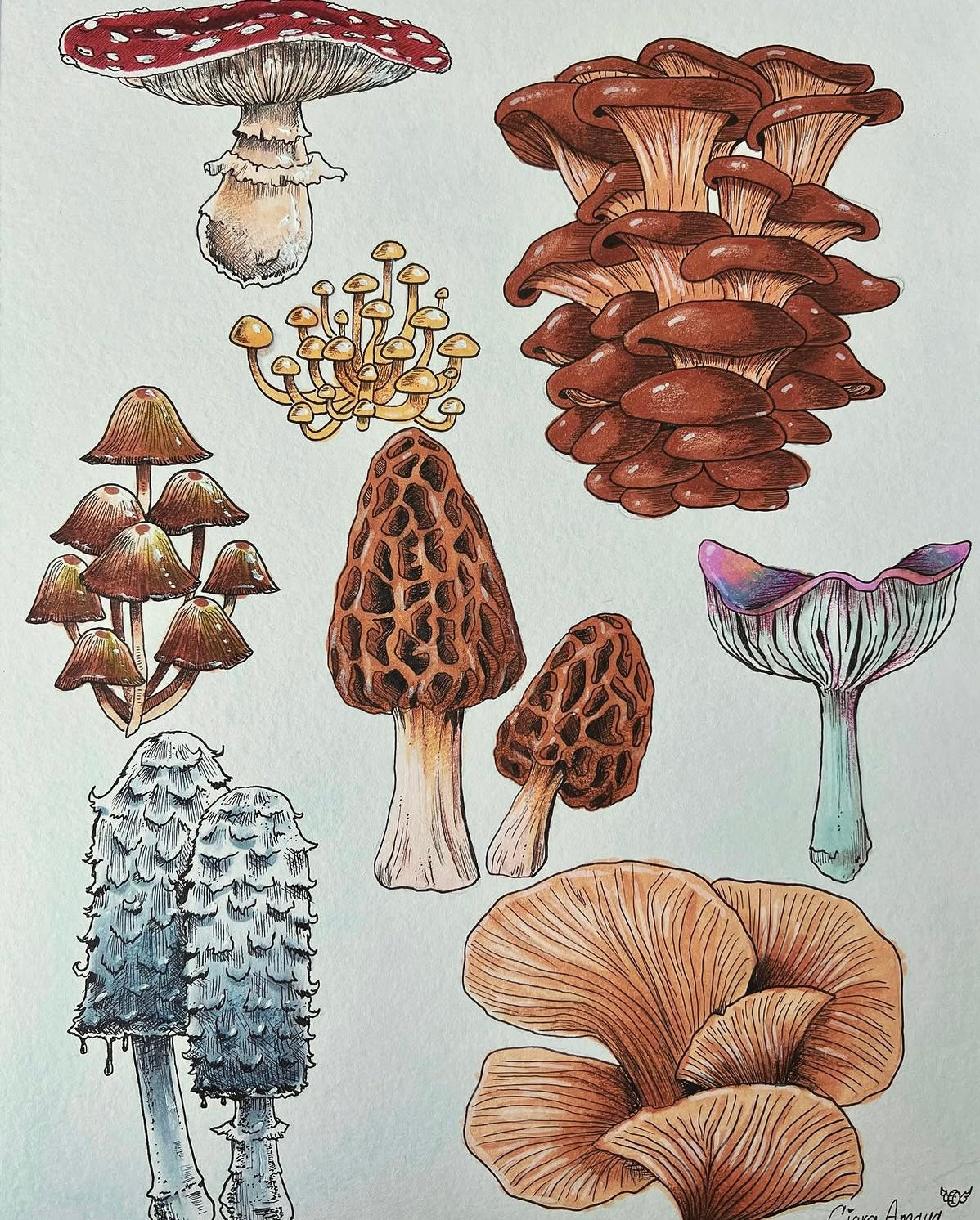 ORIGINAL 9 x 12 Mushroom Study signed/framed Illustration