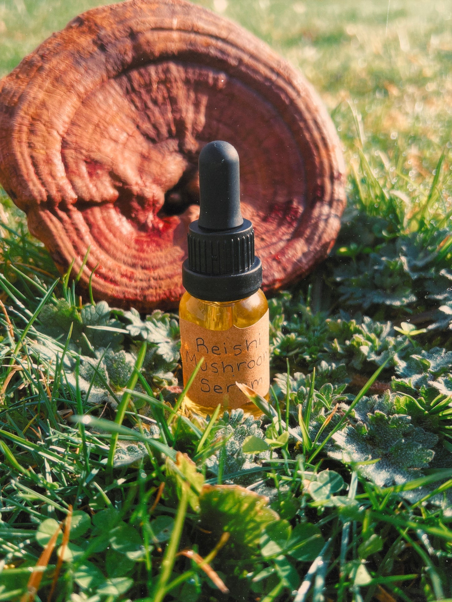 Reishi Mushroom Facial Serum